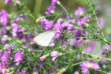Butterfly sucking nectar / Autumn natural background material