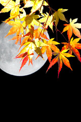 紅葉と月