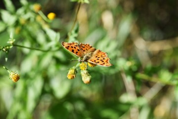 Butterfly sucking nectar / Autumn natural background material