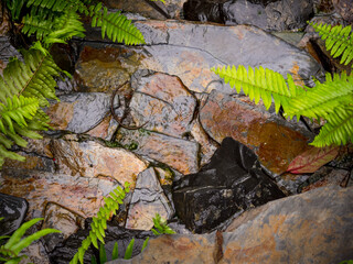 Small Waterfall with Rocks and Ferns Around it