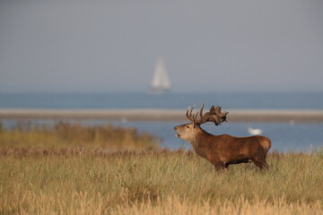 Red Deer (Cervus elaphus)  Germany
