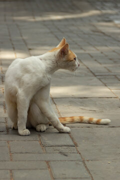 Gato blanco con ojos de diferente color, posando.