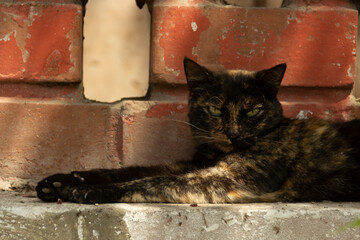 Gato siniestro posando