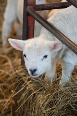 Obraz premium New born Lleyn lamb at lambing time