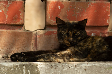 Gato siniestro posando