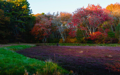 Colorful cranberry bog autumn landscape on Cape Cod in Massachusetts