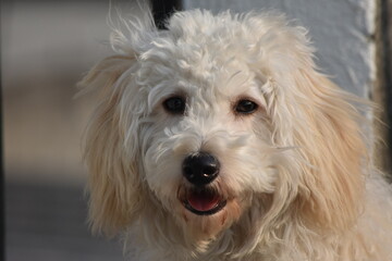 close up portrait of a dog