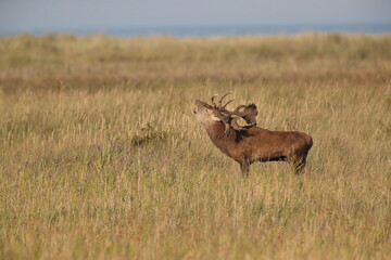 Red Deer (Cervus elaphus)  Germany