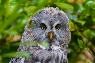 great horned owl