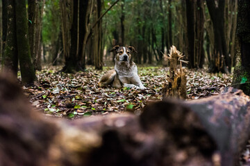 Perro en el bosque