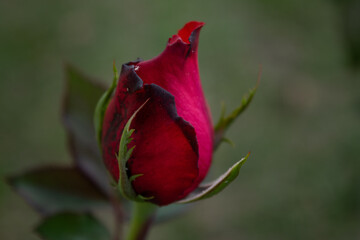 isolated dark pink real rose blooming; light blurred green background