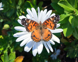 monarch butterfly on flower