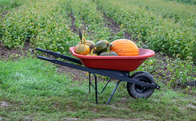 Harvest wagon filled with pumpkins at a pumpkin patch in fall. 
Autumn harvesting nature concept.
