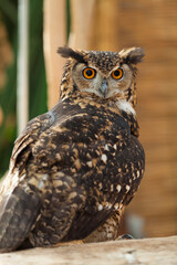 ベンガルワシミミズク