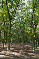 大泉緑地の樹林