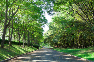 Fototapeta premium 大泉緑地の並木道