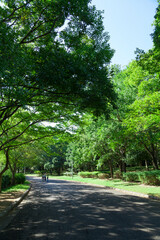 大泉緑地の並木道