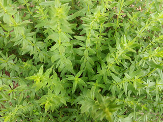 close up Rosemary herb leaf.