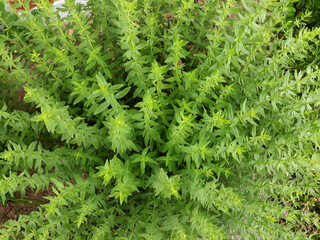 close up Rosemary herb leaf.