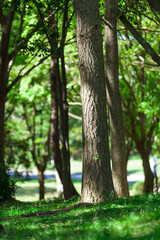 大泉緑地の樹林
