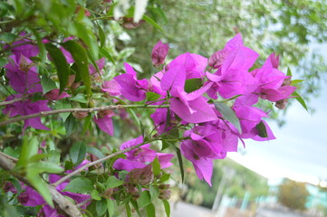 flowers in the garden