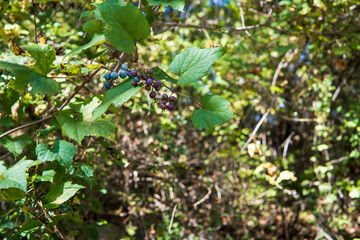 エビカズラ／実が成ったヤマブドウ（Vitis coignetiae）の蔓