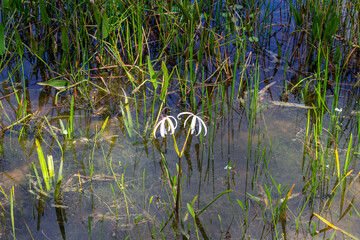 White Flower Growing out of a Lake with Grass Grass