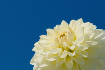 青空と白いダリア