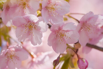 河津桜のクローズアップ