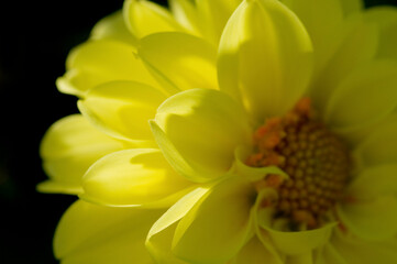 黄色いダリアのアップ