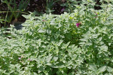 キャットミント