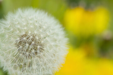 タンポポの綿毛