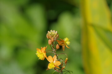 ブルビネ・フルテスケンス（ハナアロエ）