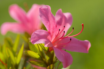 つつじの花