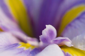 薄紫色の菖蒲の花びら