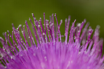 アザミの花のクローズアップ