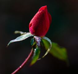 Rose Bud and Morning Dew