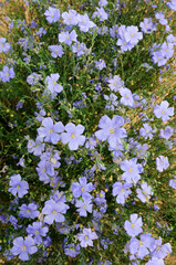 Fototapeta premium ハーブの花フラックスブルー
