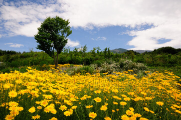 ハーブの花カモミール