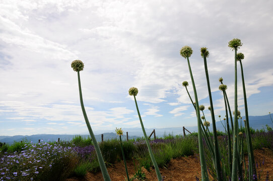 ハーブの花ネギボウズ