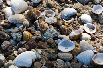 shells on the beach