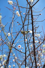 梅の木にとまるメジロ【3月】