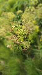 manual optics shooting flowers of the far North in summer