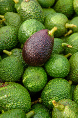 avocado on market