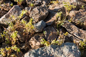 plants growing in rocks