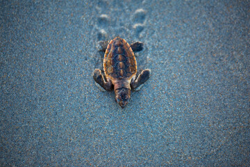 Baby Loggerhead sea turtle moving through the sand