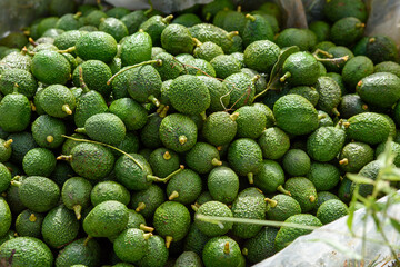 avocados in the market