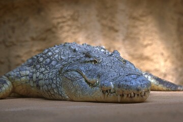 alligator in the everglades