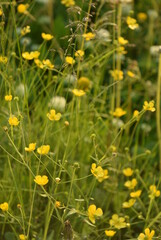 manual optics shooting flowers of the far North in summer
