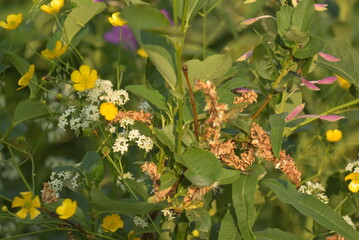 manual optics shooting flowers of the far North in summer